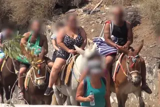 Burros vs turistas em Santorini