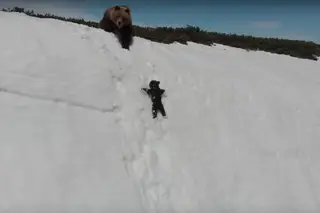 Urso bebé não desiste até chegar à mãe