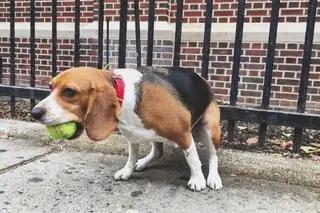 Há um Instagram só de cães a fazer cocó