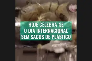 Um dia sem sacos de plástico