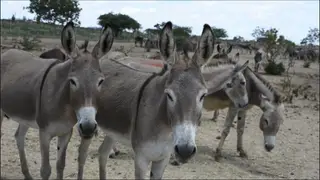 De burro para medicamento