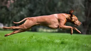 Os cães são mesmo uma ameaça à vida selvagem?