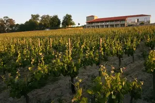 A totalidade da colheita da vinha com 25 hectares é utilizada na produção de vinhos de topo, que somam principais internacionais