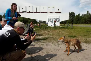 Visitantes fotografam uma raposa na cidade abandonada de Pripyat, perto da central de Chernobyl