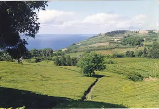O chá Gorreana começou a ser plantado em 1873, na Maia, em São Miguel, e hoje chega a pontos de venda sofisticados como o Palais de Thés, em Paris, e o Harrod’s, em Londres