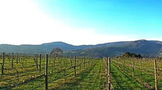Todos os caminhos vão dar a Melgaço para o maior encontro de vinhos brancos