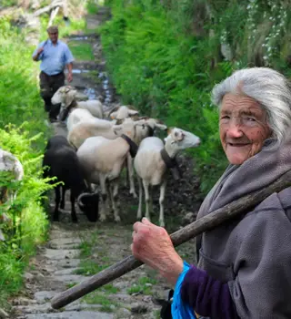 Encontros nos caminhos rurais do Vale do Bestança: a pastora idosa e o seu rebanho