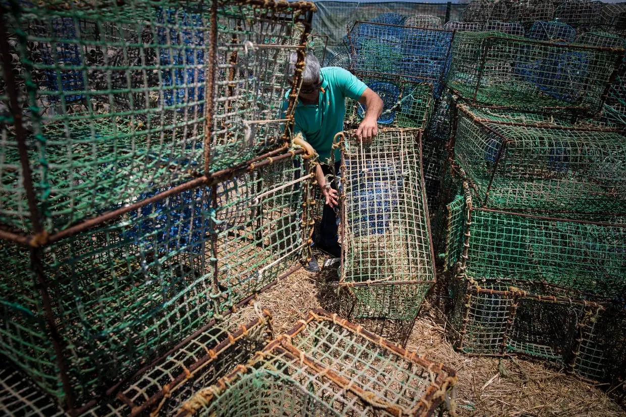 José Agostinho é o presidente da Armalgarve, a associação de armadores da especialidade, e aos 50 anos pode dar-se ao luxo de não ir ao mar. Tem dois barcos ancorados em Quarteira, que saem todas as noites (exceto ao sábado) para retirar e voltar a pôr os milhares de armadilhas que tem ao largo - vende 21 toneladas de polvos por ano