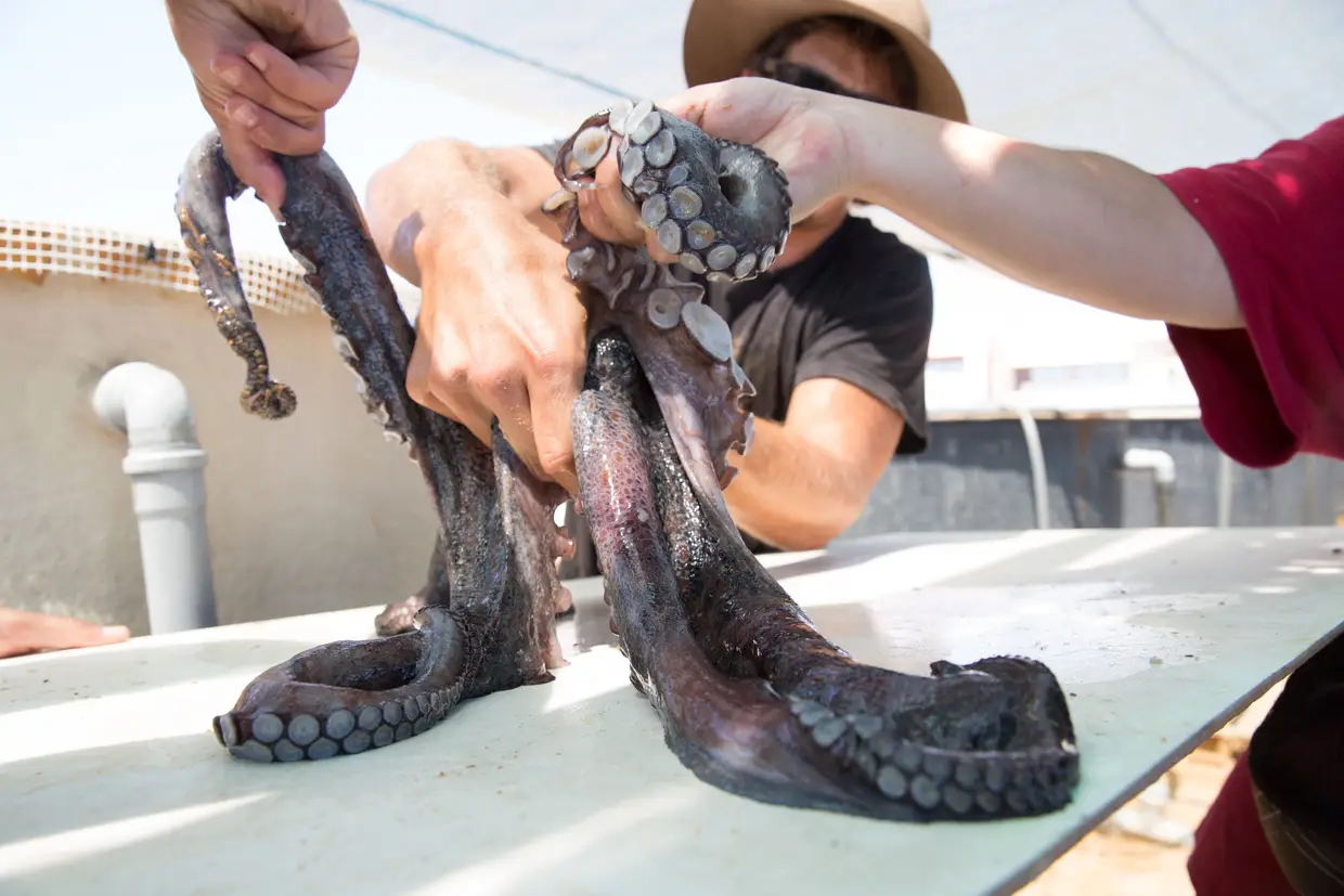 Na Estação Piloto de Piscicultura de Olhão faz-se investigação com pescado. Este polvo, um macho muito irrequieto, sobrou dos testes ali feitos para avaliar a possibilidade de exportar animais vivos para o Japão