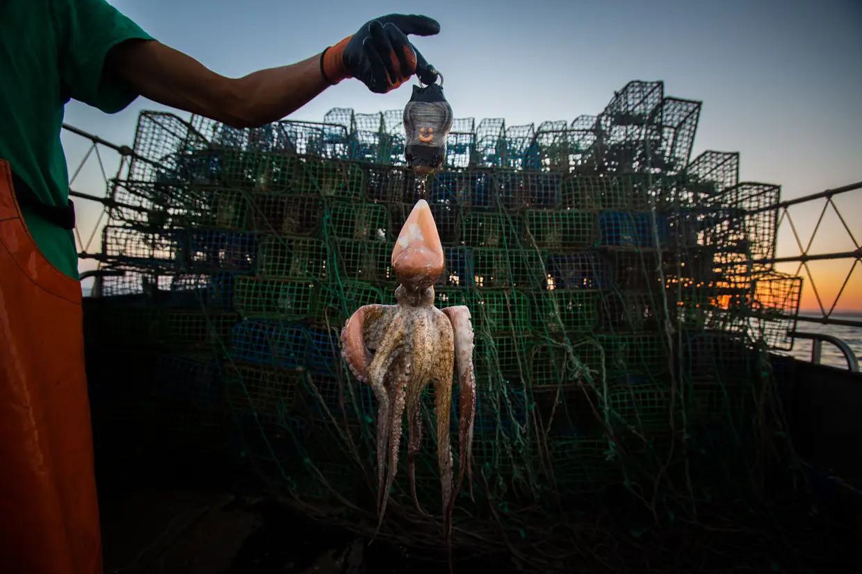 Nenhum animal capturado pode ter menos de 750 gramas (acima disso, vendem-se em quatro tamanhos). Na dúvida, recorre-se à balança e se não passar no teste, vai borda fora