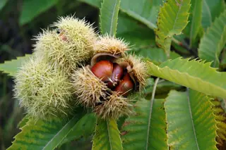 Um ouriço cheio de picos guarda a castanha até ela estar madura e pronta para comer!