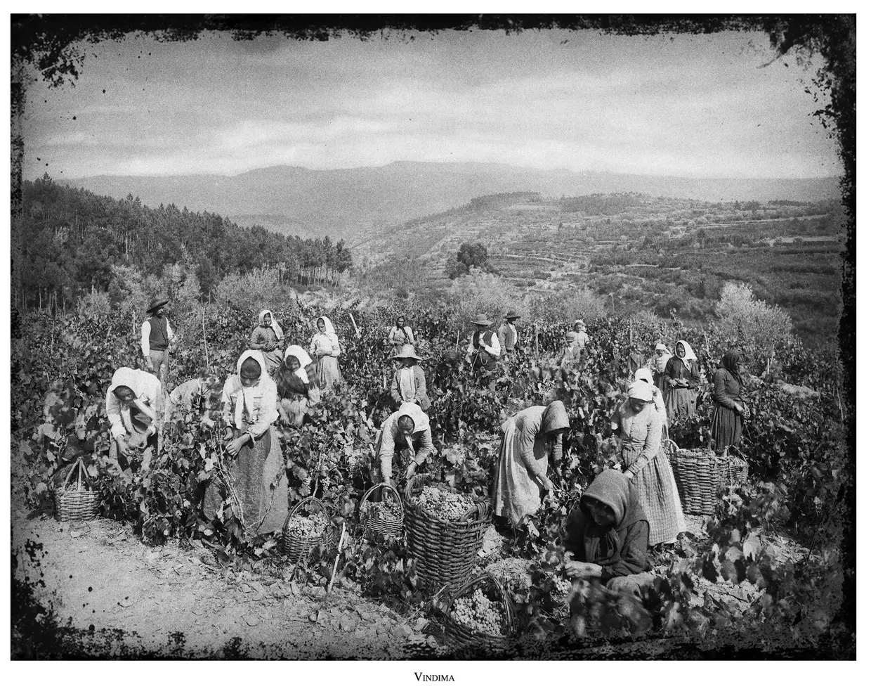 Todo o processo das vindimas foi fotografado por Emílio Biel