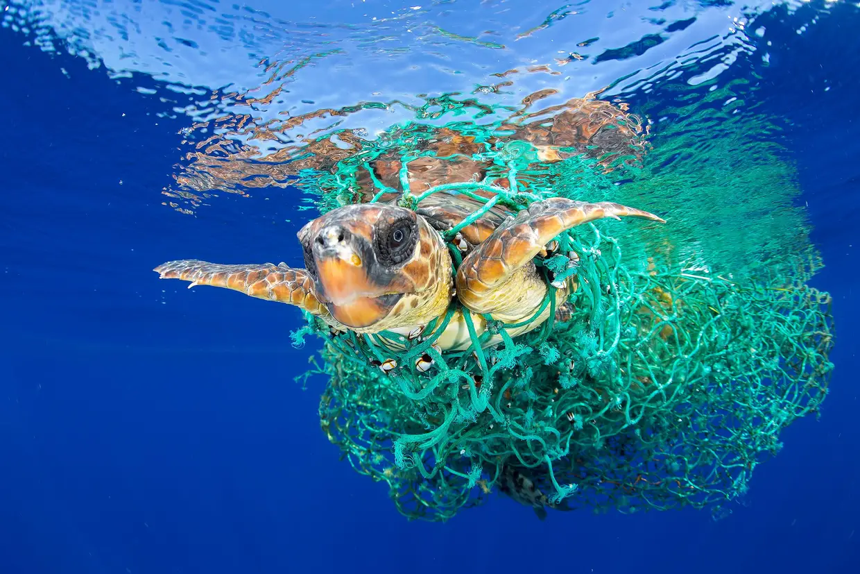 Foto de Francis Pérez, Espanha, venceu o primeiro prémio da categoria Natureza. Mostra uma tartaruga envolvida por restos de redes ao largo da costa de Tenerife