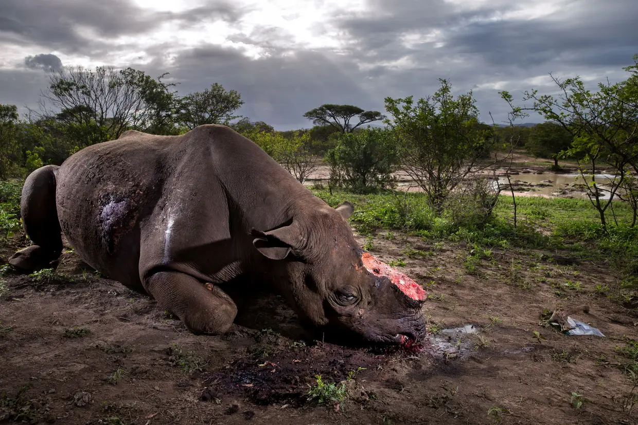 Primeiro prémio na categoria de Fotorreportagem Natureza, da autoria de Brent Stirton, África do Sul. A reportagem retrata a captura ilegal de cornos de rinoceronte, na reserva Hluhluwe Umfolozi, na África do Sul.