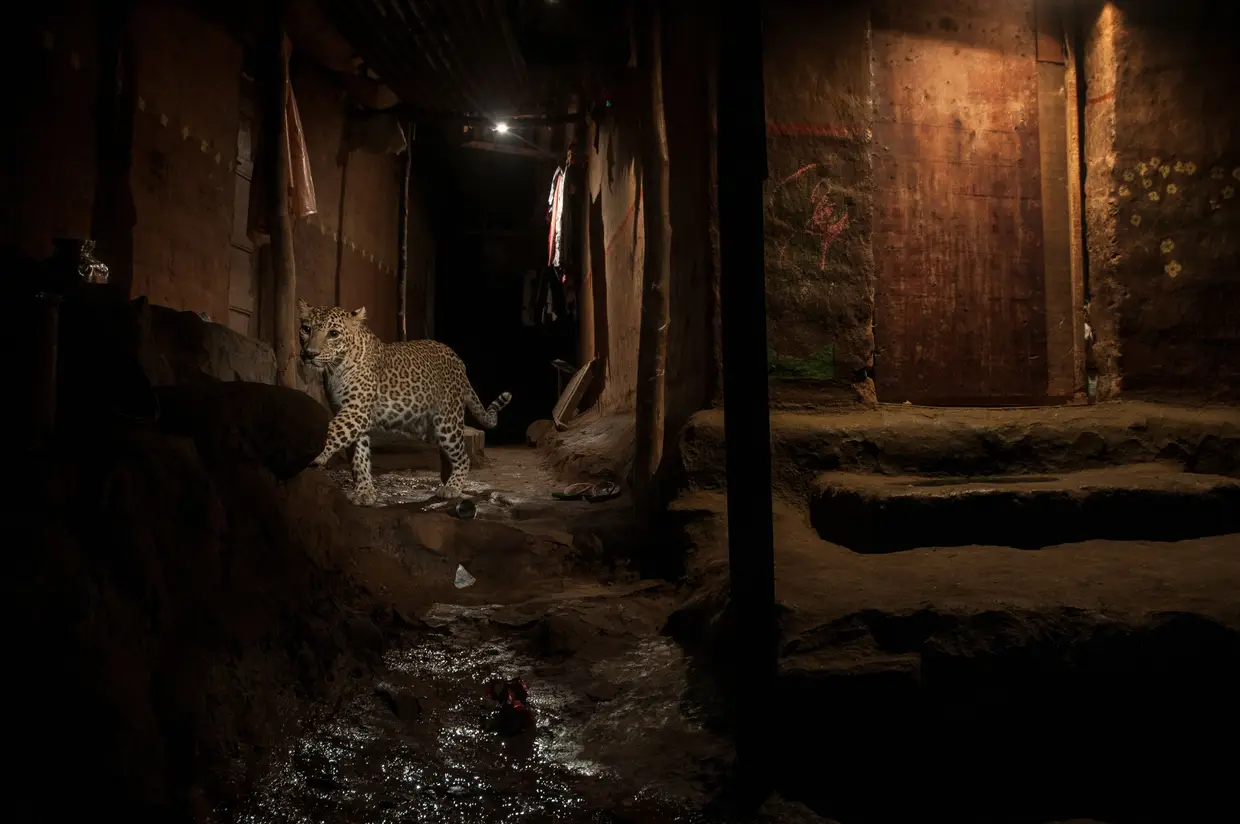 Foto de Nayan Khanolkar, Índia, ficou em segundo lugar na categoria de Natureza. Leopardo vageia pelo Parque Nacional Sanjay Gandhi, a norte de Mumbai