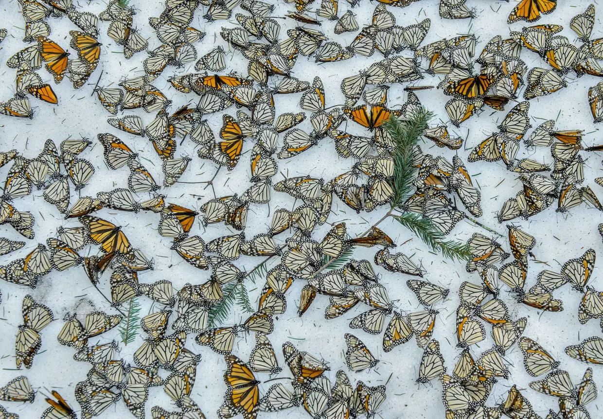 Foto do mexicano Jaime Rojo, terceiro lugar na categoria Natureza. "Tapete" de borboletas-monarcas, no Santuário das Borboletas de El Rosário, no México.