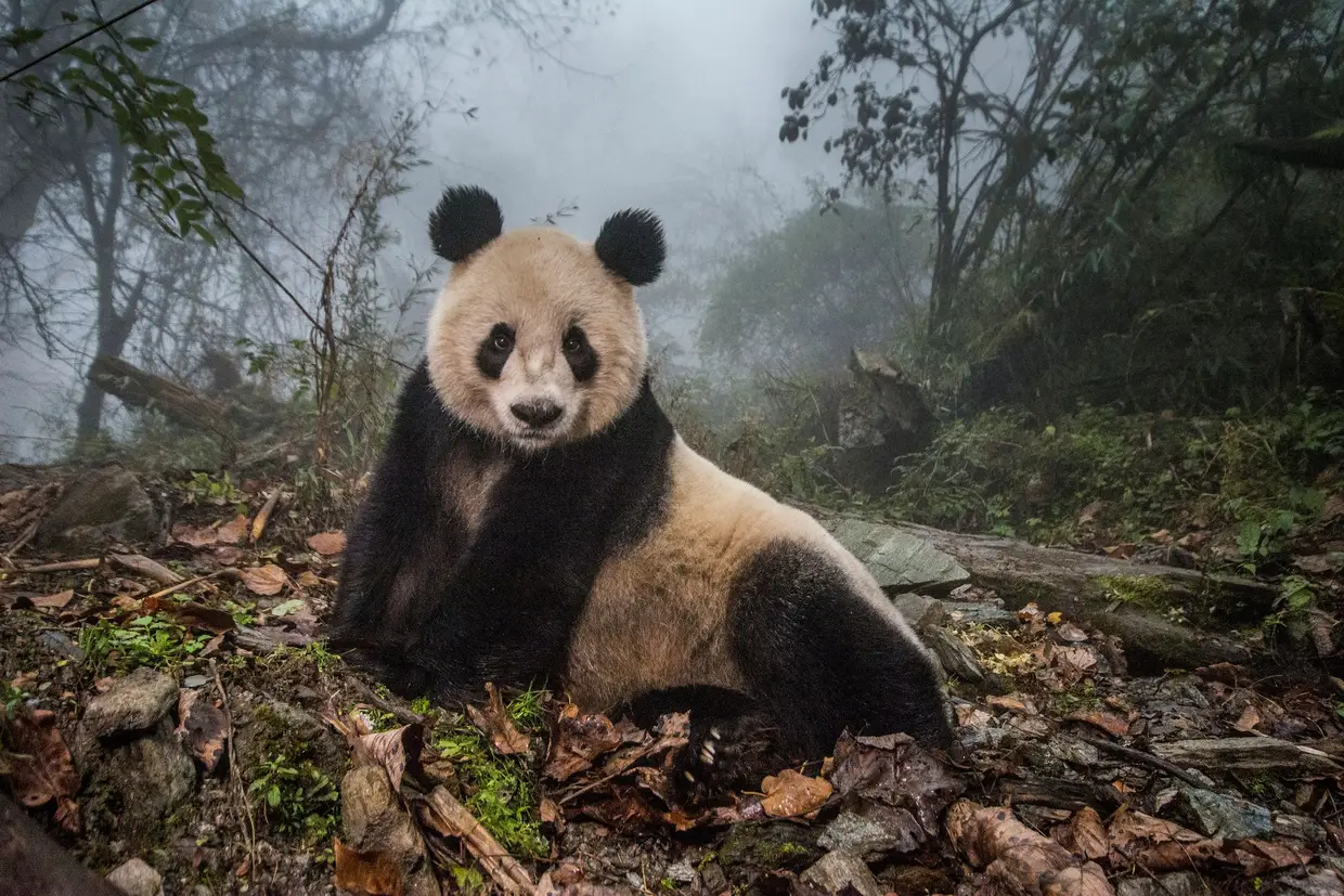 Segundo lugar na categoria de Fotorreportagem Natureza, da autoria da americacana Ami Vitale. Mostra a Reserva Natural de Walong, na China, para a prevervação e criação de pandas selvagens.