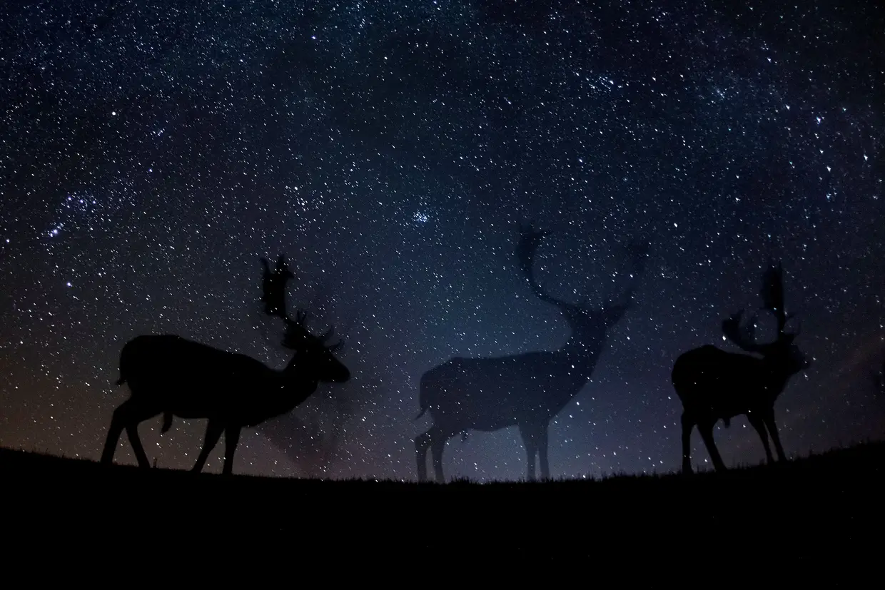 Terceiro lugar na categoria Fotorreportagem Natureza, da autoria de Bence Máté, da Hungria.