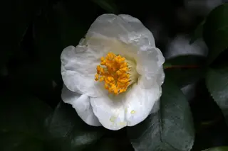 O nome camélia é uma homenagem ao naturalista Jorg Joseph Camel, que se notabilizou no mundo da floricultura devido a um estudo sobre a flora asiática