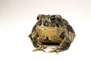 O sapo do Wyoming, no Nebrasca, Estados Unidos, é uma das espécies em perigo de extinção