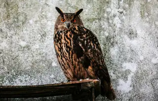 Bufo real em recuperação