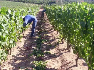 Parte das vinhas do Dão foi afetada pelo incêndio de outubro