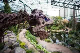 O Tiranossauros Rex assusta os visitantes da Estufa Fria