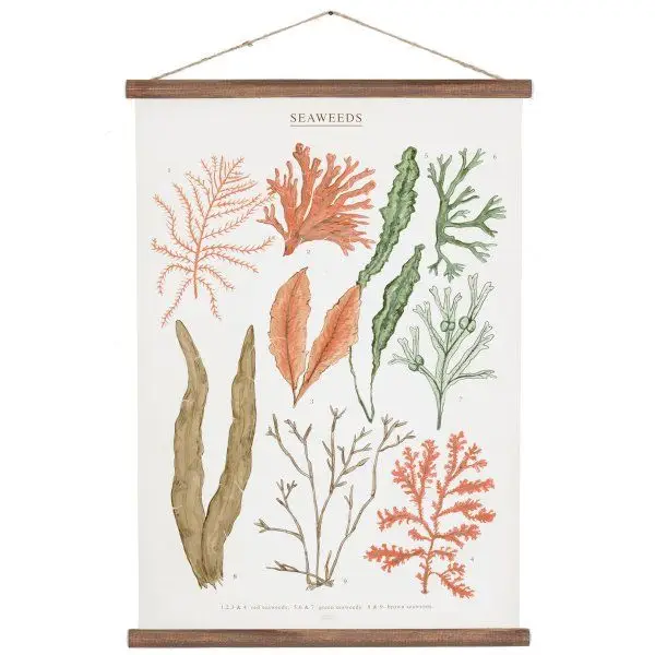 Poster algas, Arminho, €53
