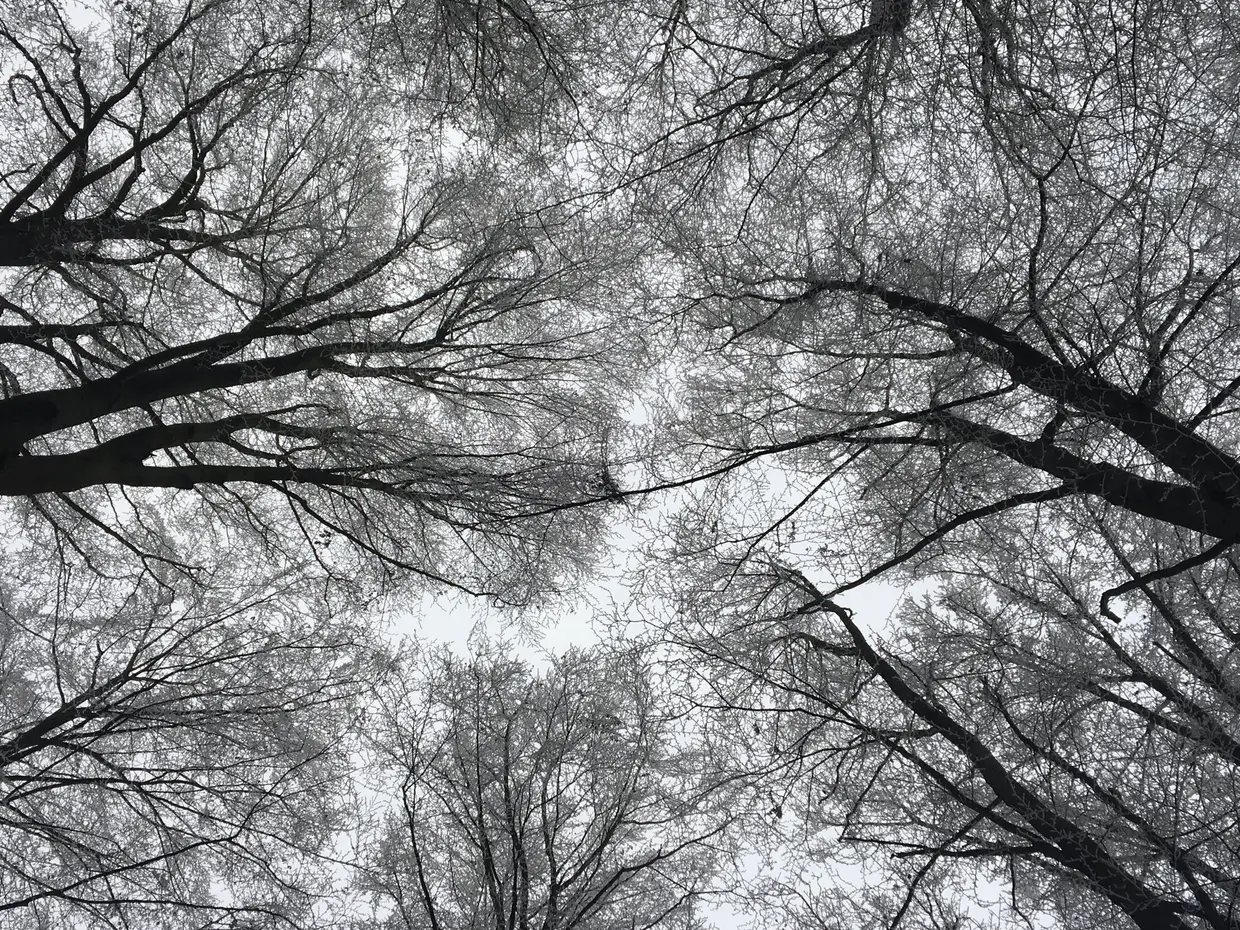 Floresta no Inverno, branca mesmo quando não há neve, e o silêncio indescritível que só o Inverno nestes países ao Norte pode oferecer.