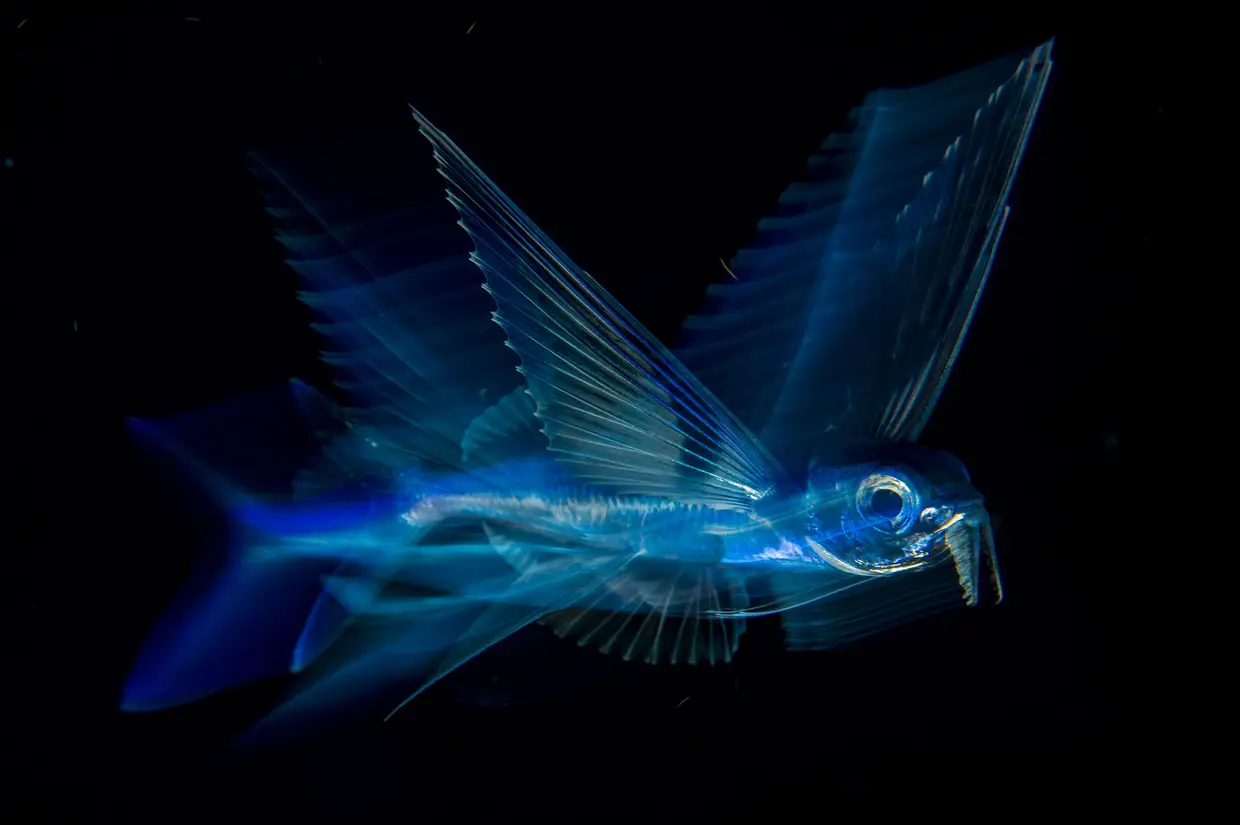 Peixe voador em ação