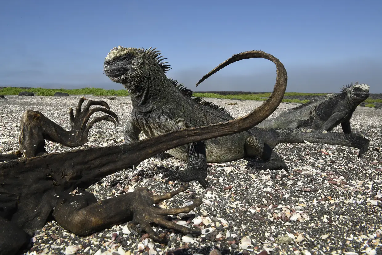 Galápagos