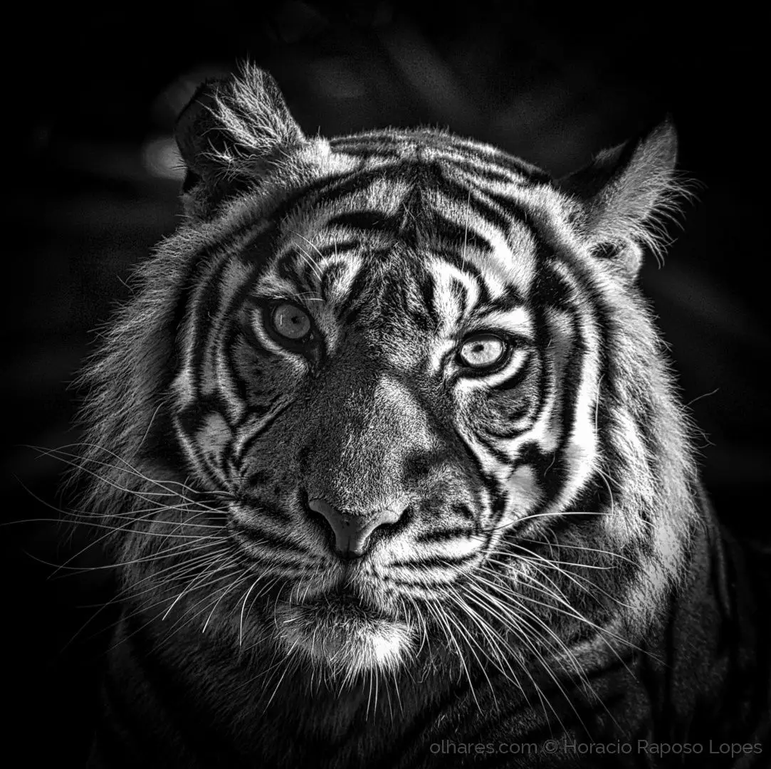 tiger