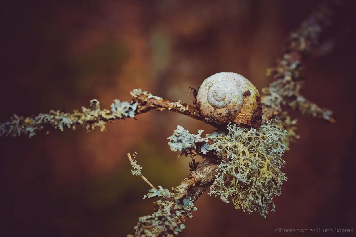 Caracol no Poleiro...