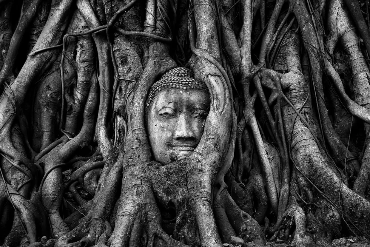 ONE FACE