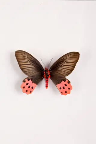 Um dos exemplares que pode ser visto na exposição "Specere" do Museu Nacional de História Natural e da Ciência