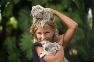 Na Austrália, os Bee são uma família que se dedica a resgatar coalas feridos, depois de uma temporada de ciclones em Magnetic Island