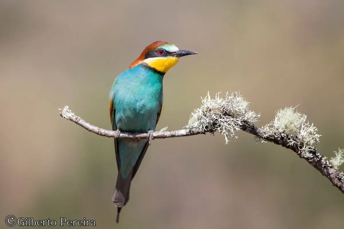 Merops apiaster