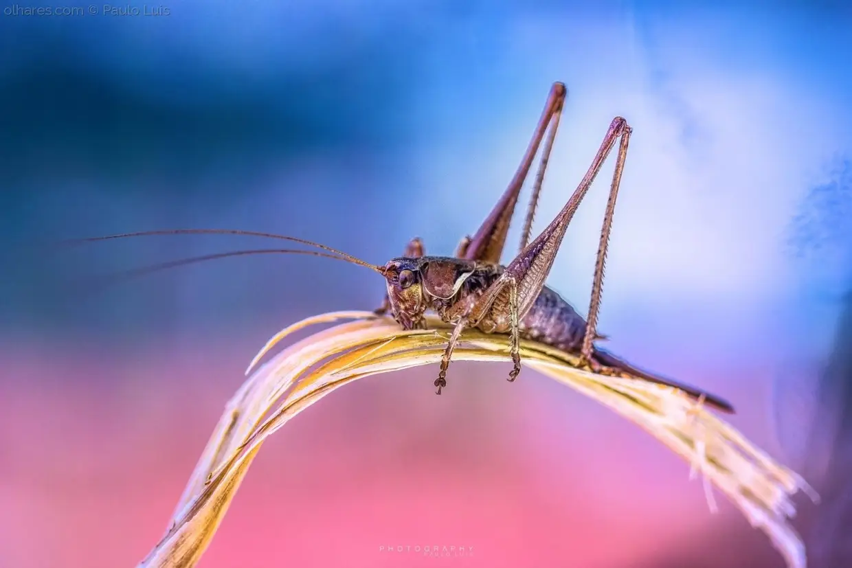 Grasshopper