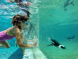 A melhor altura para entrar na piscina (com quatro níveis de profundidade) é logo de manhã, quando os pinguins estão cheios de energia