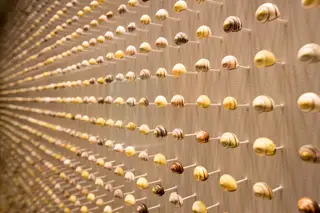 A exposição permanente tem vitrina com três mil caracóis listrados