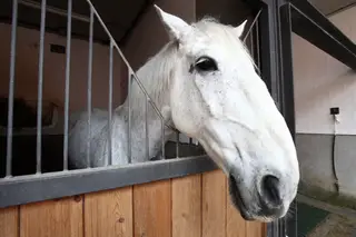 À espera dos mais experientes estão os cavalos, da Companhia das Lezírias, com os quais se dão longos passeios