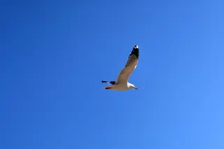 Gaivotas