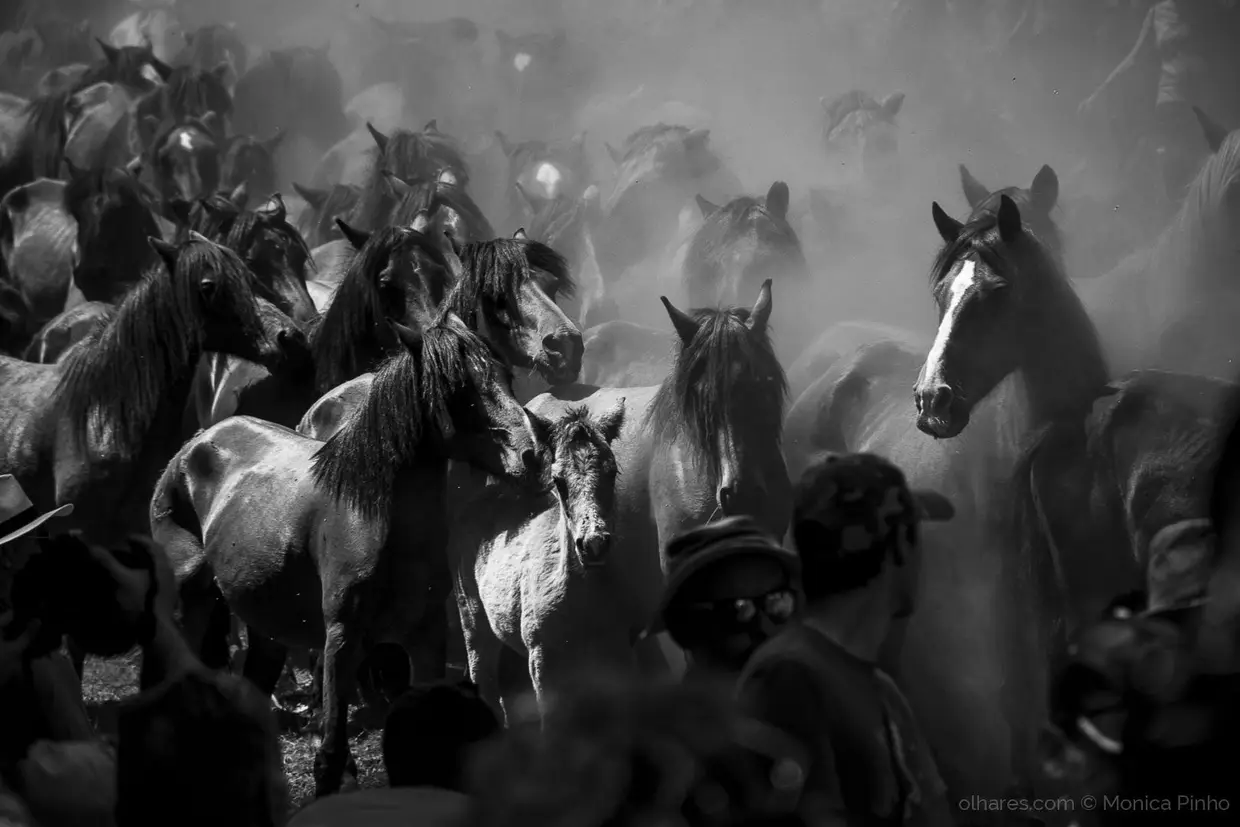 Rapa das Bestas 2018, Sabucedo