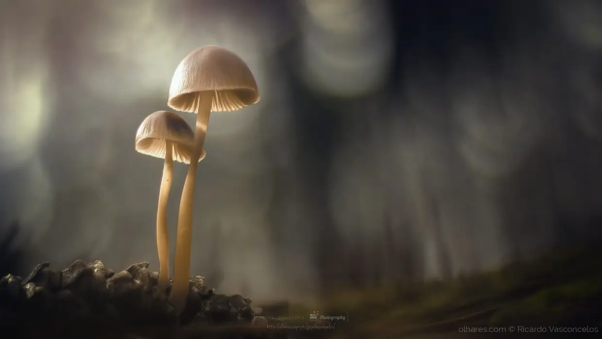 Mycena Purpureofusca, the family