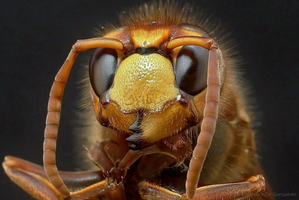 Vespa crabro