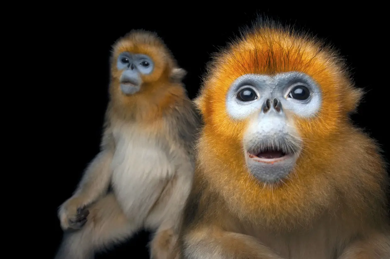 Macaco Golden Snub-Nosed