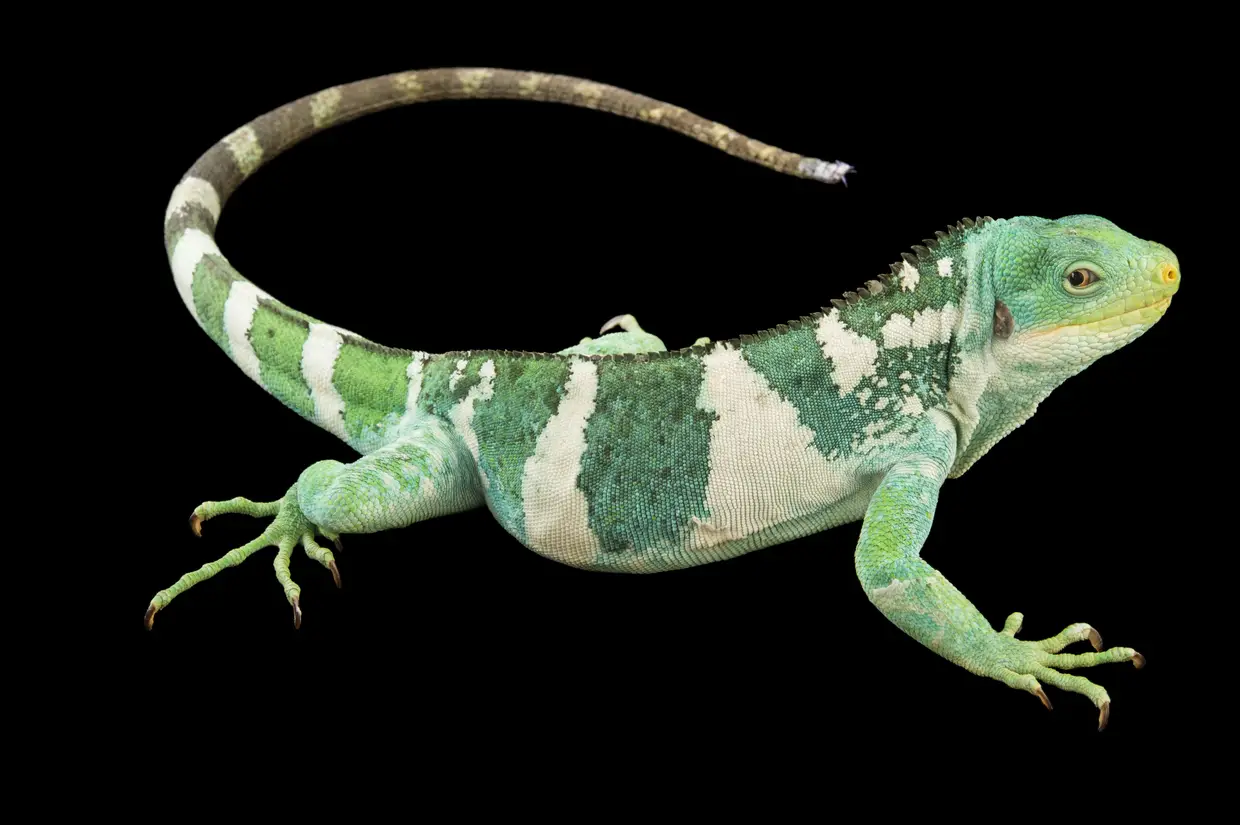 Fiji Island Banded Iguana