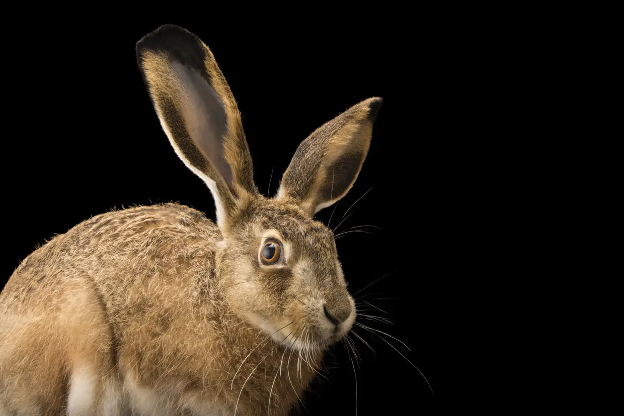 A lebre-ibérica foi um dos animais fotografados por Joel Sartore em Portugal