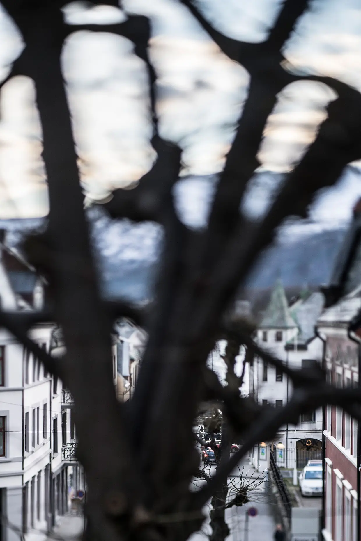 As árvores estão carecas. Devem estar a passar mal. A luz de inverno é linda