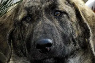 Cães portugueses não estão na "moda" e atravessam uma "crise"